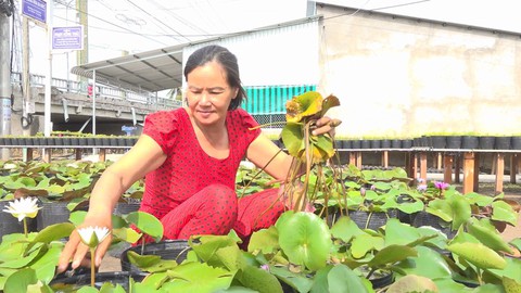 Trồng bông súng kiểng kiếm trăm triệu mỗi tháng