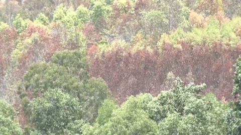 Quảng Ngãi: 62 vụ cháy rừng, cần hơn 17 tỷ đồng khôi phục