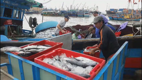 Hàng trăm tấn cá ồ ạt cập về bến sau bão số 6