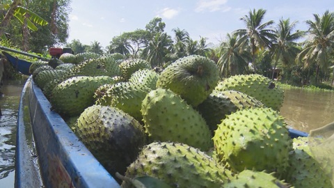Nhà vườn Hậu Giang trúng mùa mãng cầu xiêm