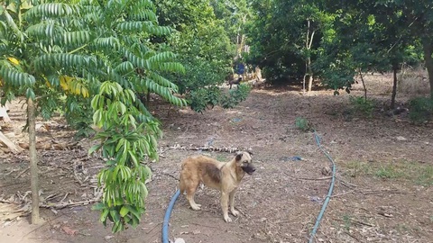 Trộm xảo quyệt khóa trái cửa nhốt chủ nhà, bắt hàng chục con chó trong đêm