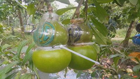 Đào Tiên hồ lô có chữ tài, lộc hút hàng