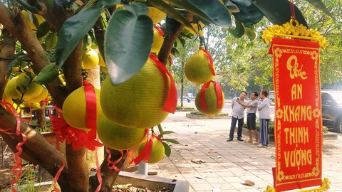 Bưởi Diễn chưng Tết giá 70-80 triệu đồng/cây "đổ bộ" TP.HCM