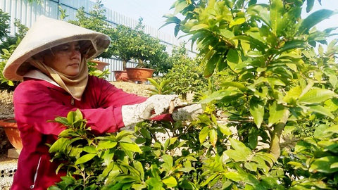 Nhà vườn mừng vì chất lượng mai Tết