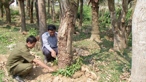 Đằng sau các vụ lén lút phá hoại tài sản ở nông thôn, báo động với kiểu trả thù cá nhân