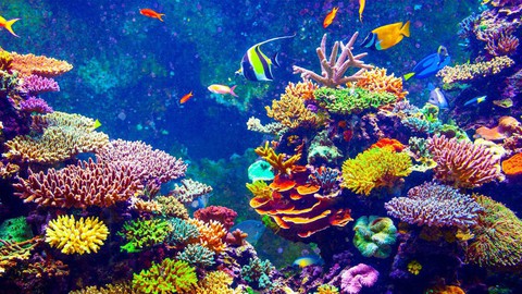 Phân nửa san hô biến mất trong 30 năm qua, đe doạ cuộc sống con người