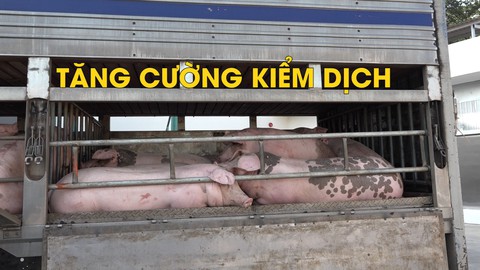 TP.HCM tăng cường kiểm dịch tại các cửa ngõ thành phố
