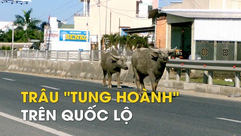 Hai con trâu "tung hoành" trên quốc lộ 1A