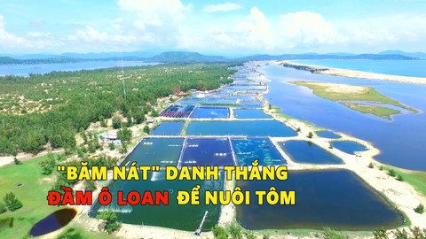 "Băm nát" danh thắng đầm Ô Loan để nuôi tôm