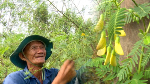 Thu nhập hấp dẫn từ việc trồng cây điên điển trên đất ngập sâu