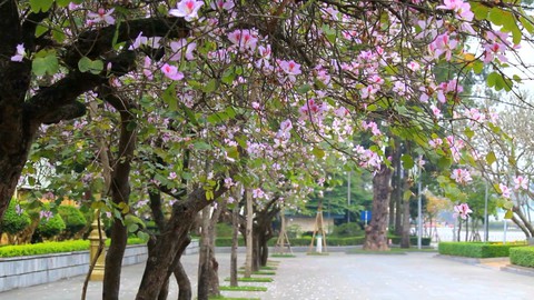 Góc nhìn trưa nay 7-3 | Mê mẩn ngắm hoa ban khoe sắc giữa lòng Hà Nội