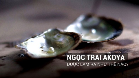 Ngọc trai Akoya nổi tiếng của Nhật được làm ra như thế nào?