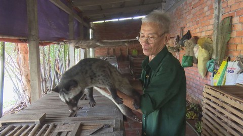 Nuôi chồn hương, làm chơi ăn thiệt