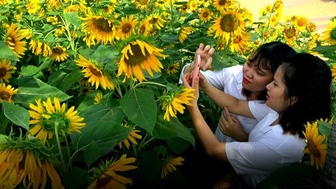 Thêm một vườn hoa hướng dương thu hút bạn trẻ ở TP.HCM