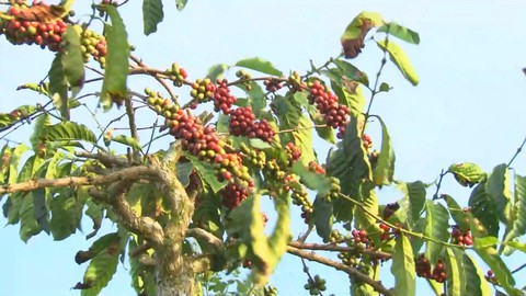 Giá cà phê xuống thấp kỷ lục