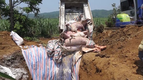 Thanh Hóa xuất hiện thêm ổ dịch tả heo châu Phi