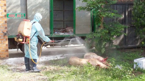 Xuất hiện ổ dịch tả heo châu Phi đầu tiên ở Đắk Lắk