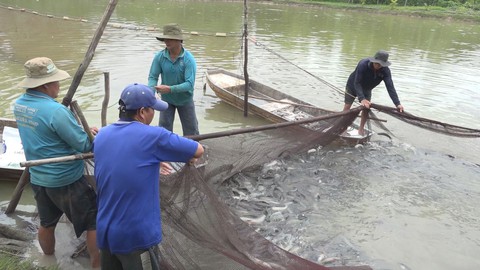 Cá lóc thương phẩm sốt giá mùa dịch heo châu Phi