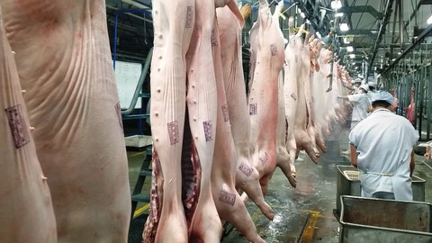 Không dễ để trữ đông thịt heo cứu nông dân