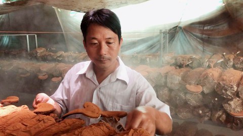 Điều khiển trang trại trồng nấm linh chi chỉ bằng chiếc điện thoại