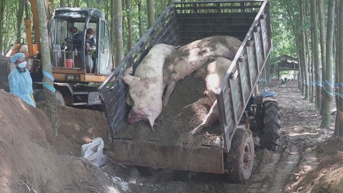 Tiêu hủy gần 200 con heo dương tính với dịch tả heo châu Phi
