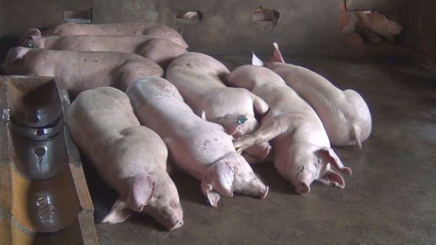 Tiền Giang tiêu hủy hơn 1.300 con heo nhiễm bệnh dịch tả heo châu Phi