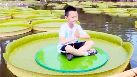 Đến Trung Quốc ngắm lá sen khổng lồ