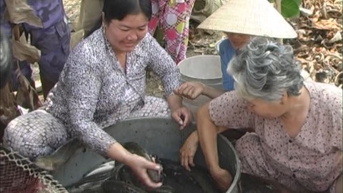 Người dân nuôi cá lóc trúng đậm vì giá tăng