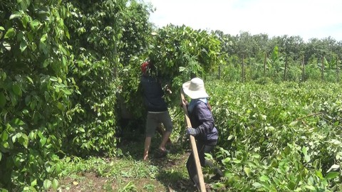 Bình Phước: Mưa lớn kèm theo lốc xoáy khiến nhiều căn nhà và cây trồng bị tốc mái, gãy đổ