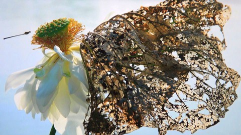 Ngắm sen qua triển lãm “Ơn nghĩa sinh thành”