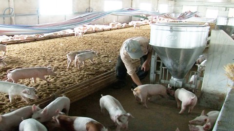 Lâm Đồng thiệt hại 80 tỷ đông do dịch tả heo châu Phi