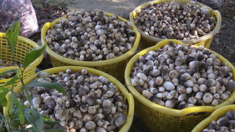 Sản xuất tự phát, thiếu liên kết nấm rơm liên tục rớt giá