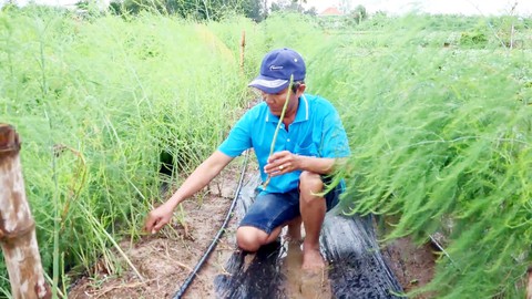 Đưa "rau vua" xuống ruộng, nông dân An Giang làm giàu nhờ thị trường xuât khẩu