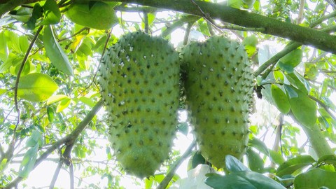 Mãng cầu xiêm Hậu Giang được công nhận Nhãn hiệu