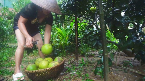 Thanh niên Hà Tĩnh “giải cứu” bưởi cho bà con vùng lũ