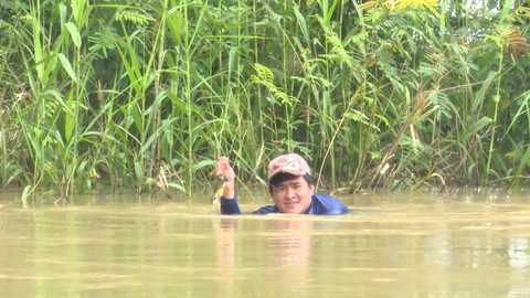 Săn ếch đồng mùa nước nổi