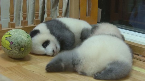 Gấu trúc có bộ lông màu xám cực hiếm ra đời