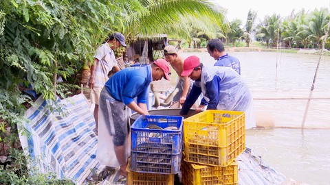 Giá cá lóc tăng mạnh, người nuôi lãi đậm