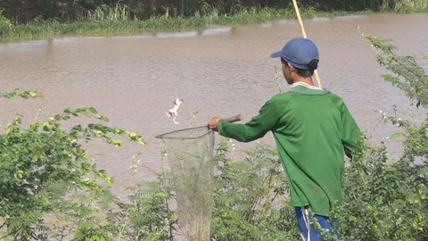 Câu ếch đồng mùa lũ, thú vui hái ra tiền