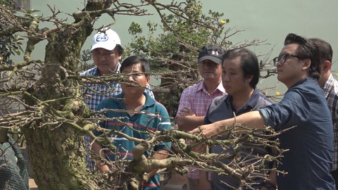Săn lùng kỳ hoa dị thảo trưng bày hội hoa xuân
