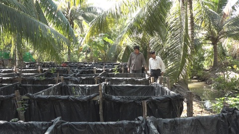 Thu nhập tiền tỷ từ mô hình nuôi lươn giống dưới tán dừa