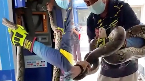 Video: Trăn khổng lồ 'núp' trong máy ATM