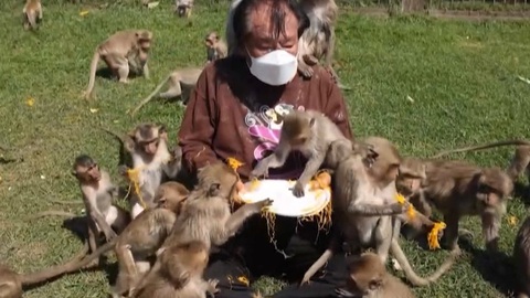 Video: Hàng ngàn con khỉ tranh giành đồ ăn trong lễ hội trái cây
