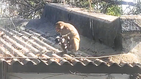 Video: Khỉ bắt chó con lên mái nhà chăm sóc 5 ngày ở Ấn Độ
