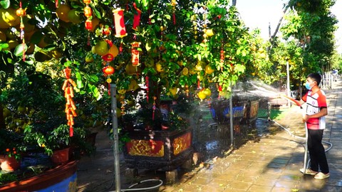 Góc nhìn trưa nay | Bưởi Diễn hàng chục triệu đồng vào Sài Gòn đón Tết