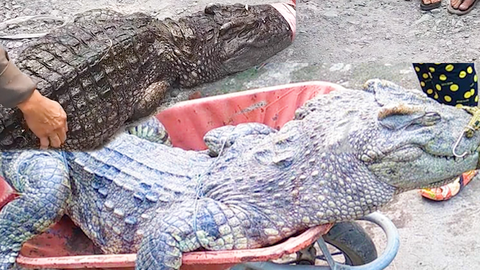 Video: Người dân bắt được 2 con cá sấu hơn 70kg dưới kênh ở vùng ven TP.HCM
