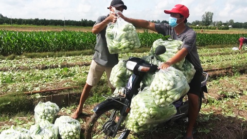 Góc nhìn trưa nay | Nghĩa tình những chuyến xe chở nhu yếu phẩm về Sài Gòn