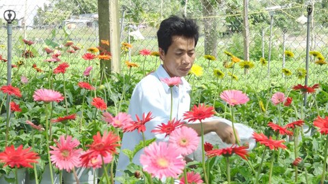 Góc nhìn trưa nay | Nông dân làng hoa Sa Đéc tất bật vụ hoa Tết