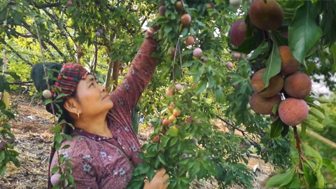 Góc nhìn trưa nay | Đi tìm giống mận quý ngon như Cherry, đắt ngang nho Mỹ