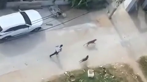 Video: Thả chó pitbull và becgie cắn hàng xóm để giải quyết mâu thuẫn, công an triệu tập chủ chó